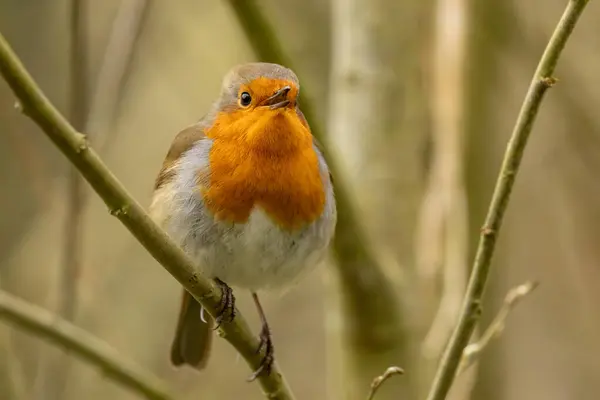 Close Robin Redbreast Bird Perched Branch Stock Image