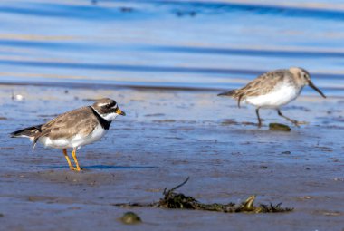Ringed plover ve Dunlin. İkisi de nehrin kenarında beslenen küçük dalıcı kuşlar. 