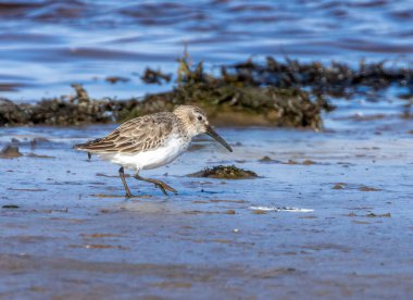 Dunlin, küçük dalıcı kuş, nehrin kenarında besleniyor.