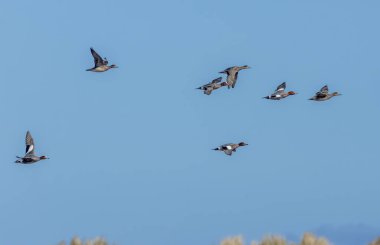 Flock of wigeon ducks in flight with blue sky background clipart