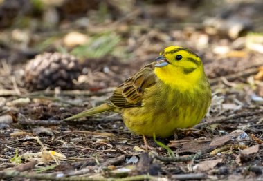 Sarı çekiç kuş orman zemininden tohum topluyor.