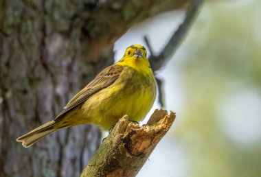 Sarı çekiç, parlak renkli küçük kuş, bir ağaç dalına tünemiş. 