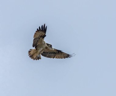 Osprey nehrin üzerinde balık arıyor.