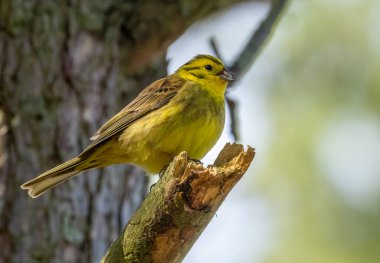 Bir ağacın dalına tünemiş parlak renkli erkek sarı bir çekiç.