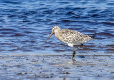 Bataklık kuşunun kuyruğu haliçle besleniyor.