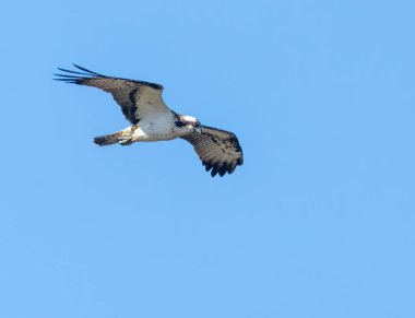 Osprey nehrin yukarısında süzülüp balık arıyor.