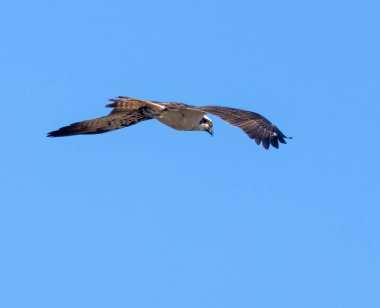 Osprey nehrin yukarısında süzülüp balık arıyor.