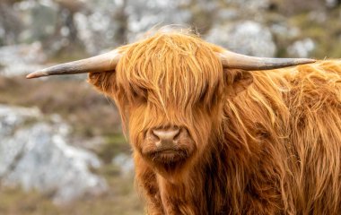 Komik boynuzları olan kızıl İskoç ineği.