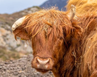 Komik boynuzları olan kızıl İskoç ineği.