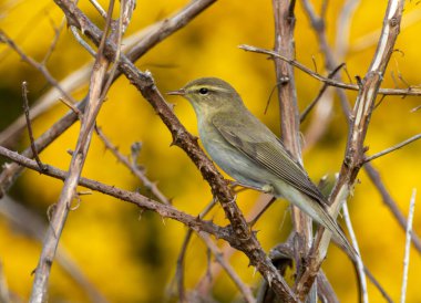 Söğüt bülbülü, doğal sarı arka planı olan bir dala tünemiş.