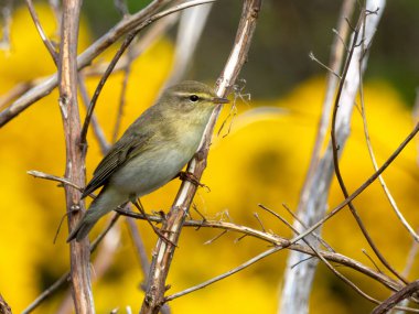 Söğüt bülbülü, doğal sarı arka planı olan bir dala tünemiş.