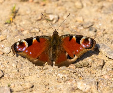 Gün ışığında kanatları açık Avrupalı tavus kuşu 