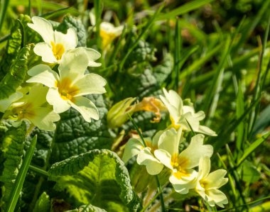 Kıyı boyunca sarı çicek çiçekleri