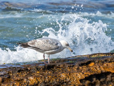 Gagasında bir şey olan yavru ringa martıları.