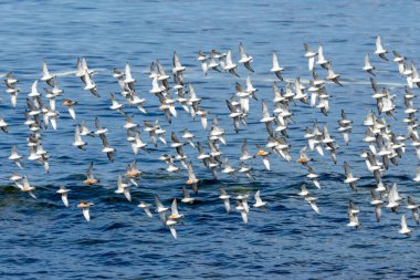 Uçarken kırmızı düğüm