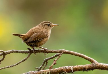 Doğal yeşil arkaplanı olan bir dala tünemiş küçük çalılar.
