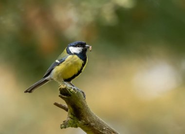 Great tit perched on the end of a branch with a bug in its beak