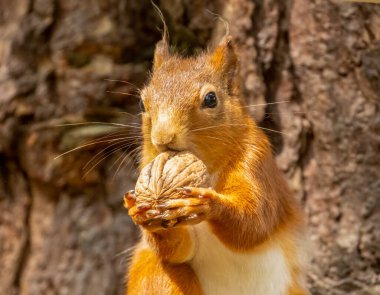 İskoç kızıl sincabı ormanda fındık yiyor.