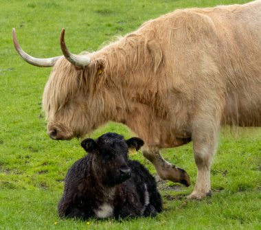 İskoçya sığırları yağmurda