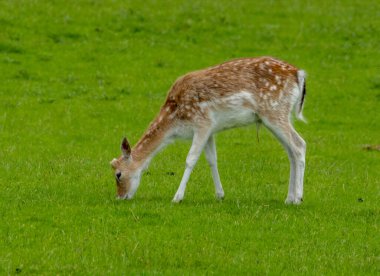 Çimenli bir çayırda düşen geyik sürüsü.