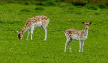 Çimenli bir çayırda düşen geyik sürüsü.