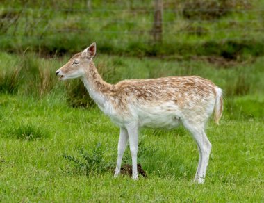 Çimenli bir çayırda düşen geyik sürüsü.
