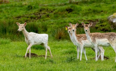 Çimenli bir çayırda düşen geyik sürüsü.