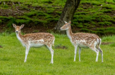 Çimenli bir çayırda düşen geyik sürüsü.
