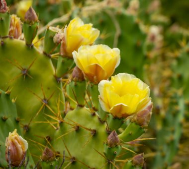 Keskin dikenleri olan sulu bir kaktüsün üzerinde açık sarı çiçekler açar. 