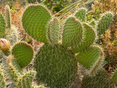 Dikenlerle kaplı bir kaktüse yakın.