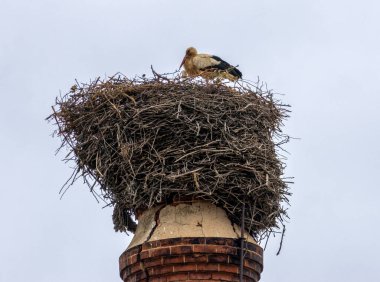 Portekiz 'de bir kasabada yuvalar üzerinde beyaz leylekler