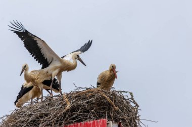 Portekiz 'de bir kasabada yuvalar üzerinde beyaz leylekler