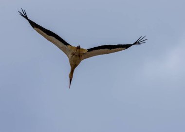 Büyük kanat açıklığına sahip beyaz leylek mavi gökyüzü arkaplanıyla uçuyor