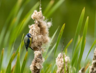 Blue tit plucking fluff from reeds for the nest clipart