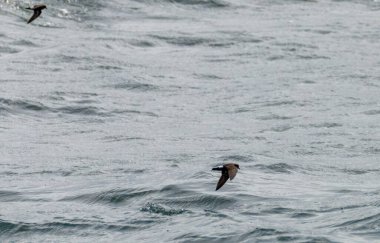 Fırtına fırtınaları alçaktan uçuyor okyanusun yüzeyinden besleniyor