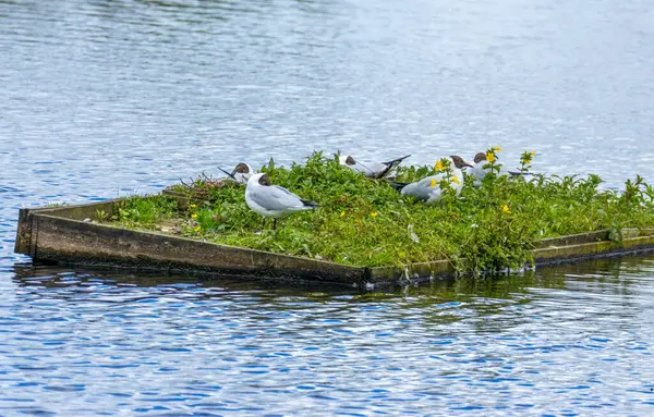 stock image Floating nesting platform for black headed gulls in the pond