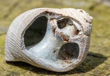 Mikro detayı gösteren bir deniz kabuğunun makroyu kapat