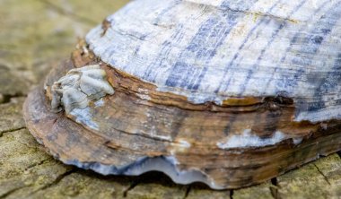 Midye kabuğundaki midyenin makro detaylarını kapat