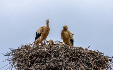 Portekiz 'in yüksek kentsel şehirlerinde büyük beyaz leylek aileleri yuvaları