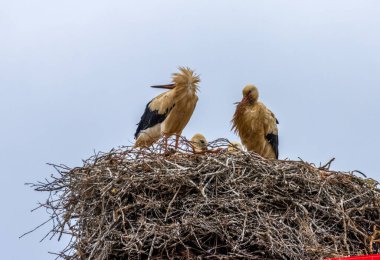Portekiz 'in yüksek kentsel şehirlerinde büyük beyaz leylek aileleri yuvaları