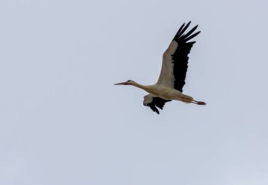 Büyük kanat açıklığıyla uçan büyük beyaz leylek.