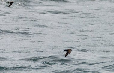 Fırtına kuşu sürüsü okyanus yüzeyinden besleniyor.