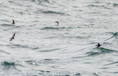 Fırtına kuşu sürüsü okyanus yüzeyinden besleniyor.