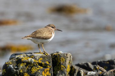 Common sandpiper wading bird on a rock by the water clipart