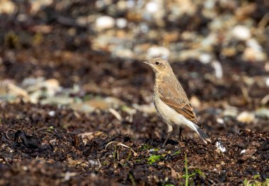 Göl kenarındaki dişi kuyruklu kuş.