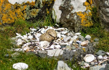 Oyster catcher nest made of shells with two eggs clipart