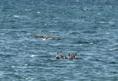 White tailed eagle hunting greylag geese and goslings in the loch on the Isle of Mull clipart