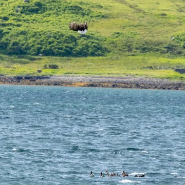 Beyaz kuyruklu kartal, Mull Adası 'ndaki gölde kaz ve kaz avlıyor.
