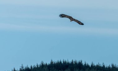 Dalgalar adasında beyaz kuyruklu deniz kartalı suyun üstünde av arıyor.