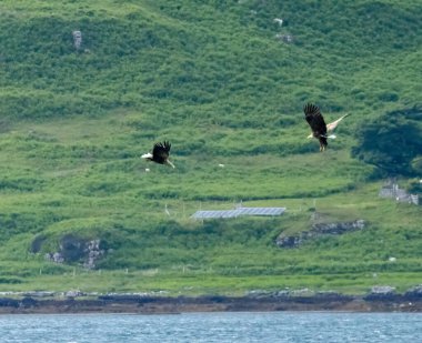 Bir çift beyaz kuyruklu deniz kartalı, Mull Adası 'ndaki gölde kaz avlıyor.